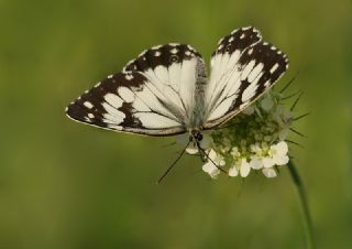 Akdeniz Melikesi (Melanargia titea)