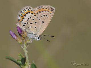 Gm Lekeli Esmergz (Plebejus argus)