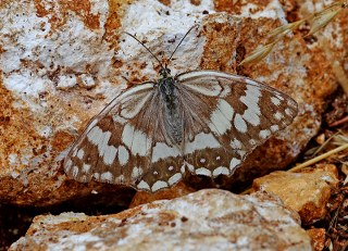 Anadolu Melikesi (Melanargia larissa)