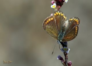 okgzl Mavi (Polyommatus icarus)