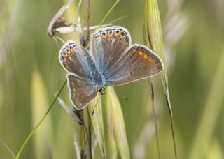 okgzl Mavi (Polyommatus icarus)