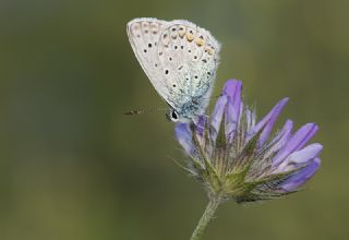 okgzl Mavi (Polyommatus icarus)