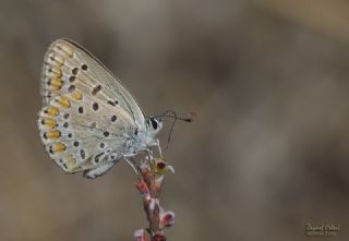 okgzl Mavi (Polyommatus icarus)