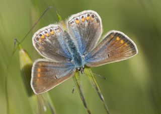 okgzl Mavi (Polyommatus icarus)