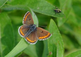 okgzl Mavi (Polyommatus icarus)