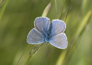 okgzl Mavi (Polyommatus icarus)