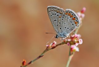 okgzl Mavi (Polyommatus icarus)