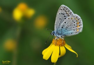 okgzl Mavi (Polyommatus icarus)