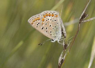 okgzl Mavi (Polyommatus icarus)