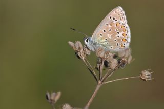 okgzl Gk Mavisi (Polyommatus bellargus)