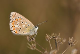 okgzl Gk Mavisi (Polyommatus bellargus)