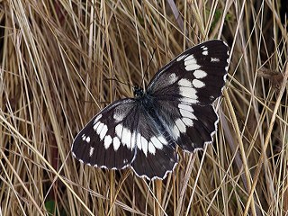 Kara Melike (Melanargia syriaca)