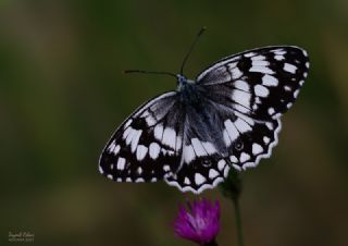 Anadolu Melikesi (Melanargia larissa)