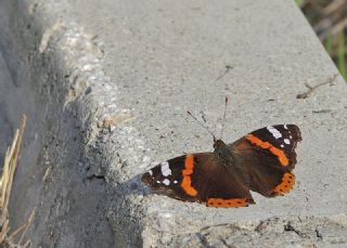 Atalanta (Vanessa atalanta)