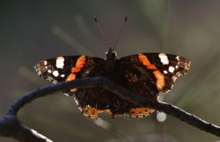 Atalanta (Vanessa atalanta)