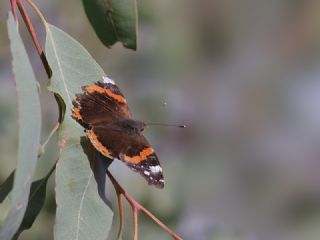 Atalanta (Vanessa atalanta)