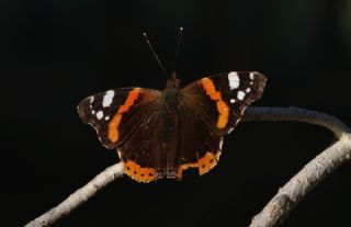 Atalanta (Vanessa atalanta)