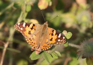 Diken Kelebei (Vanessa cardui)