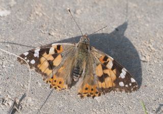 Diken Kelebei (Vanessa cardui)