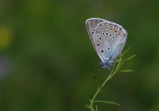 okgzl Amanda (Polyommatus amandus)