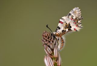 Orman Fistosu (Allancastria  cerisyi)