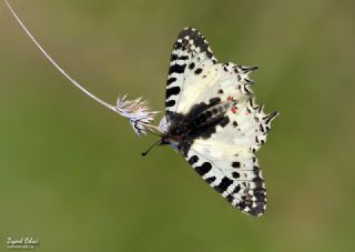 Orman Fistosu (Allancastria  cerisyi)