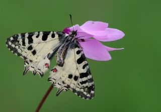 Orman Fistosu (Allancastria  cerisyi)