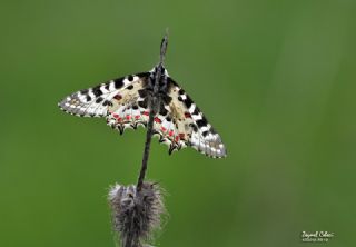 Orman Fistosu (Allancastria  cerisyi)