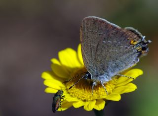 Minik Sevbeni (Satyrium acaciae)