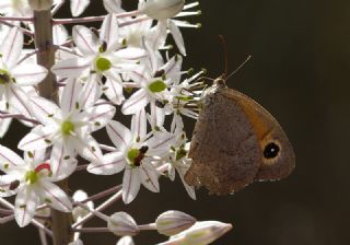 Esmerperi (Hyponephele lupina)