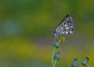 Zeytuni Zpzp (Pyrgus serratulae)