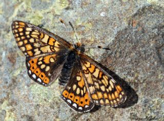 Nazuum (Euphydryas aurinia)