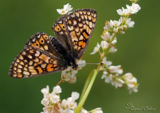 Nazuum (Euphydryas aurinia)