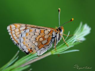 Nazuum (Euphydryas aurinia)