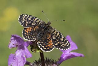 Benekli parhan (Melitaea didyma)