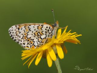 parhan (Melitaea cinxia)