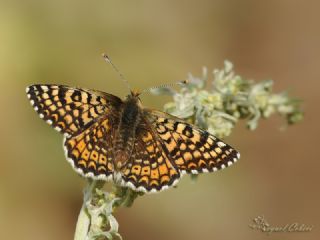 parhan (Melitaea cinxia)