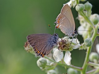 Byk Sevbeni (Satyrium ilicis)