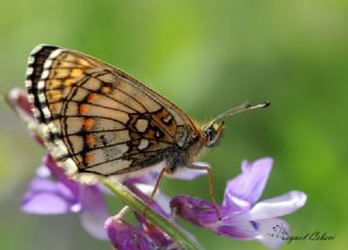 Amannisa (Melitaea athalia)