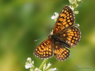 Amannisa (Melitaea athalia)