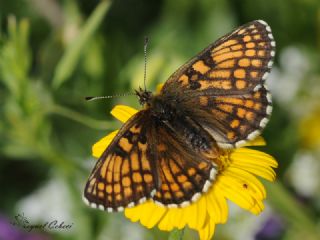 Amannisa (Melitaea athalia)