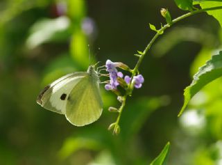 Byk Beyazmelek  (Pieris brassicae)