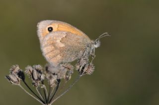 Kk Zpzp Perisi (Coenonympha pamphilus)