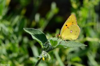 Sar Azamet (Colias croceus)