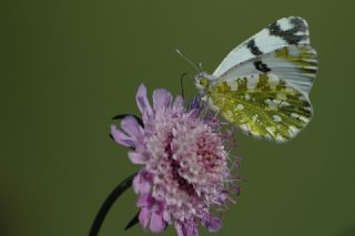 Da Oykls (Euchloe ausonia)