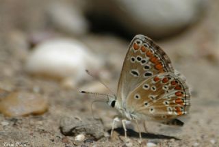 okgzl Esmer (Aricia agestis)