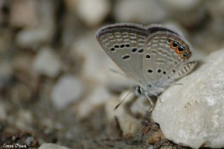 Mcevher Kelebei (Chilades trochylus)