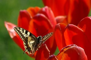 Krlangkuyruk (Papilio machaon)