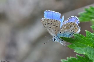 Çokgözlü Yalancı Çilli Mavi (Polyommatus corydonius)