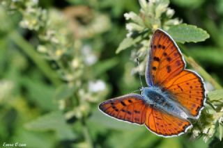 Byk Mor Bakr Gzeli (Lycaena alciphron)